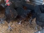 கோழி குஞ்சுகள்