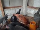 கோழிகள்