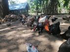 ஊர்க்கோழிகள்