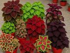Coleus Plants