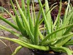 කෝමාරිකා පැළ