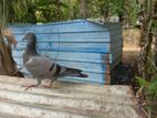 Pigeons