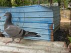Pigeon