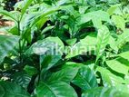 කෝපි පැ ළ (Coffee Plants)