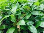 කෝපි පැළ/cofee plant