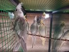 Cockatiel Bird