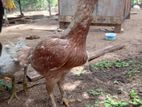 කොරපොතු ආර කිකිලි