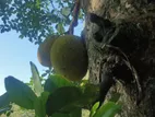 Jackfruits