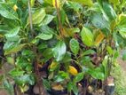 කොස් පැල (Jackfruit Plants)