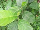 කොස් පැල