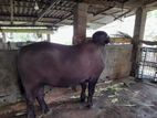 Buffalo Cow