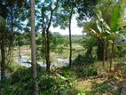 Kosgama 400 Perches Coconut Land For sale