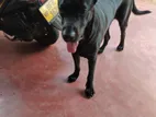 Cane Corso for Crossing