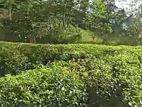 Kotmale - Raja Ela Gs Division Tea Plantation Land for Sale