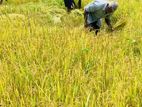 Kottawa Paddy Land for Sale