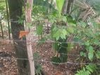 Kotte Madiwela Land for Sale ( RLS - 700 )