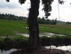 kotte - pelawatha akuregoda road paddy field facing land for sale .