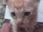 Kittens for Kind Home