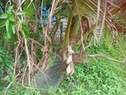 කොටුගොඩ , ඕපාත බ්ම් කොටස් 2 ක්