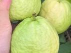 கொய்யா