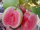 Guava
