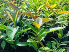 කරාබුනැටි පැ ළ | Karabunati plants |Clove