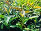 කරාබුනැටි පැල / Karabunati Clove plant