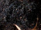 කරදහයියා පොහොර