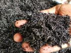 කරදහයියා පොහොර Rice Husk Charcoal