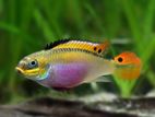 Kribensis Cichlids Fish