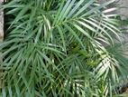 Areca Palm Plants