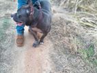 American Bully for Crossing