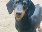 Dachshund Puppy Crossing