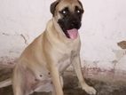 Bullmastiff Male Dog for Crossing