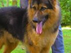German Shepherd Male Dog for Crossing
