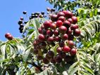 කරපිංචා බීජ / Curry Leaves Seeds கறிவேப்பிலை விதைகள்