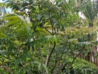 කරපින්චා