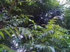 කරපිංචා