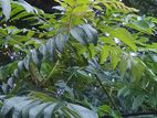 කරපිංචා කොළ