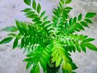 කරපිංචා පැල