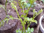 කරපිංචා පැළ / Curry Leaves Sapling கறிவேப்பிலை கன்று