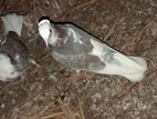 Pigeons