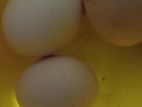 Farm Eggs