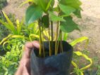கறுவா