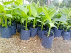 කෘශි උපදේශන සේවා