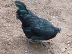 Kadaknath Chicken