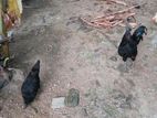 கருங்கோழி