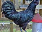 Black Hen