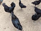 கருங்கோழி