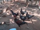 கருங்கோழி